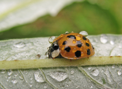 Harlequin Ladybird