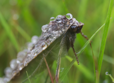 Large Yellow Underwing moth