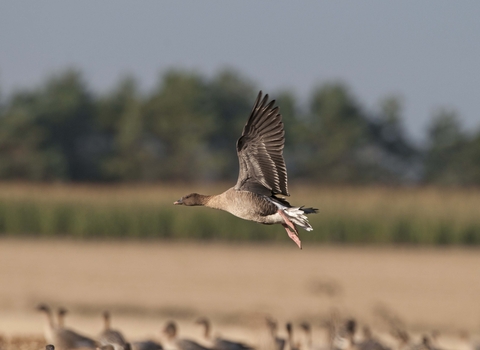 Pink-footed Goose