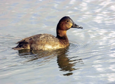 Pochard