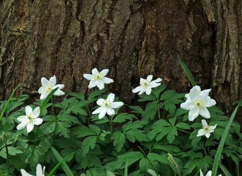 Wood Anemone