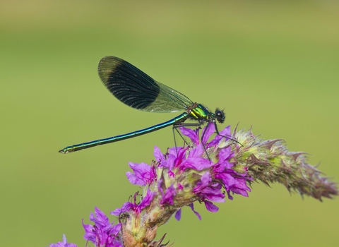Banded Demoiselle