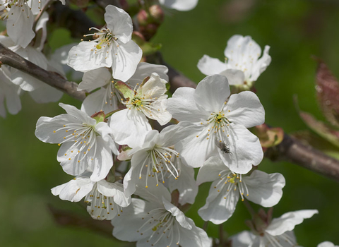 Wild Cherry