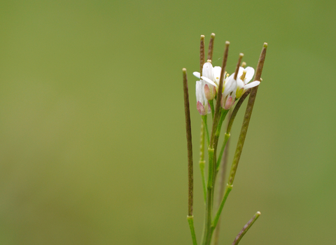 Hairy Bitter-cress