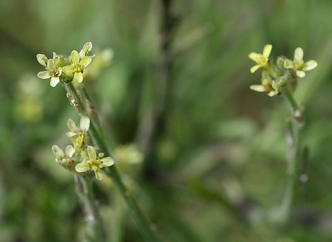 Hedge Mustard