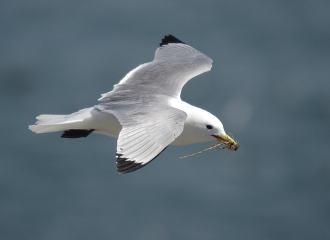 Kittiwake