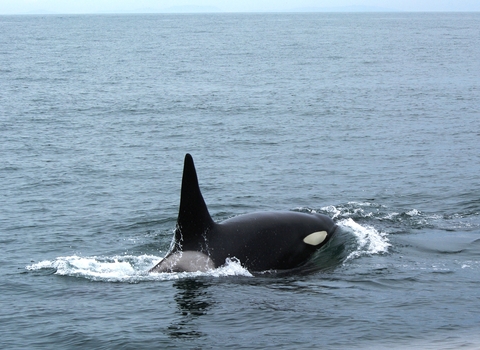 Orca