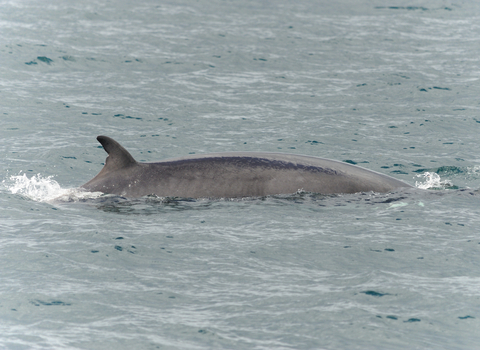 Minke whale