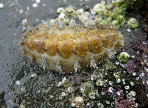 Chiton (Acanthochitona crinita)