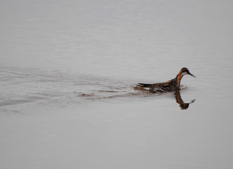 Red-necked Phalarope