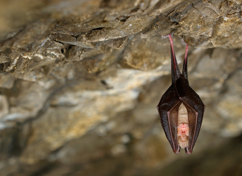 lesser horseshoe bat