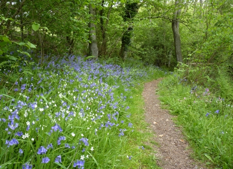 Bailey Einon Bluebells