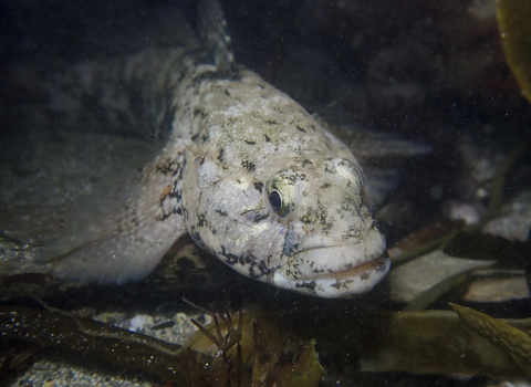 Giant goby