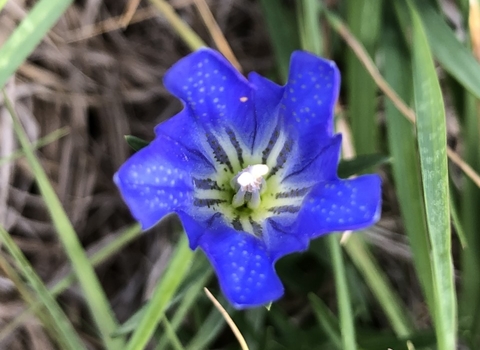 Marsh gentian 