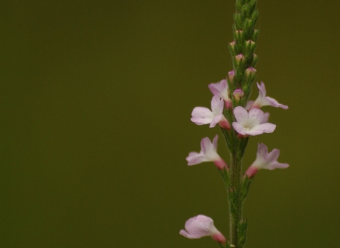 Vervain
