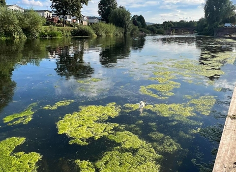 Algae bloom river wye