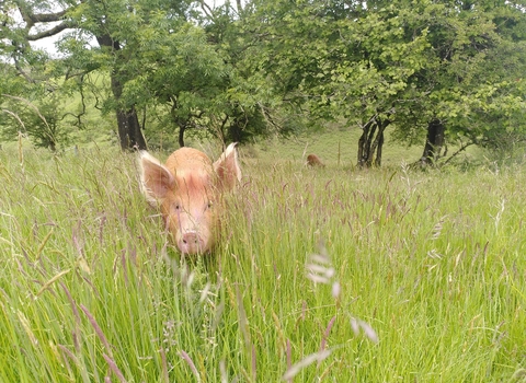 Tamworth pigs at Pentwyn