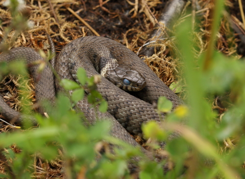 Grass snake