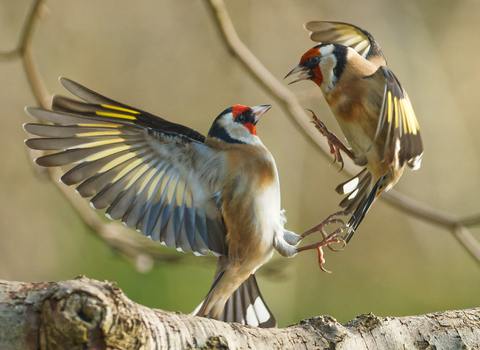 Goldfinch