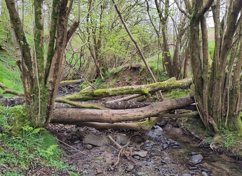 Leaky Woody Debris
