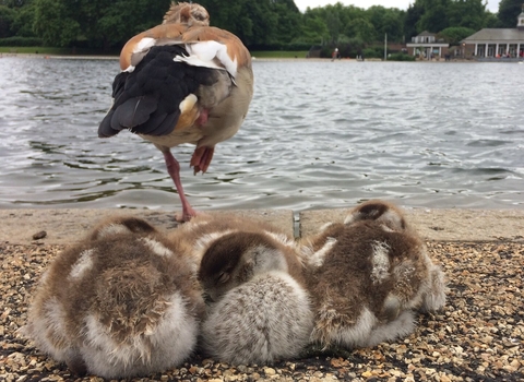 Three Egyptian goose goslings and one of their parents snoozing by a river in an urban park